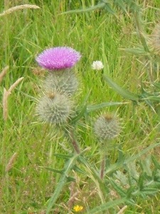 20130719-061609.jpg